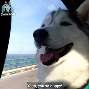 133K views · 69 shares | There's a SNAKE in Our Yard!  | Snow Dogs Vlogs | Facebook