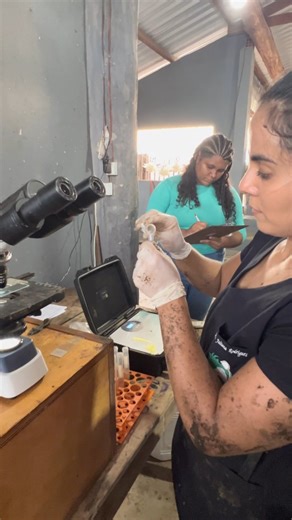 Dra Juliana Rodrigues | Andrologia Bovina on Instagram: "Ciência não acontece apenas dentro do laboratório! No exame andrológico, cada medida, cada observação clínica e cada avaliação morfológica são baseadas em critérios técnicos consolidados pela pesquisa em reprodução animal. Além de ensino, também realizo pesquisa como Professora. Somos nós, pesquisadores, que trabsformamoa o que acontece a campo em informação científica (e vice-versa). O perímetro escrotal não é apenas um número. A morfolog