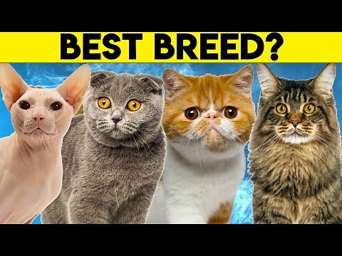 Best Cat Breeds For First Time Owners