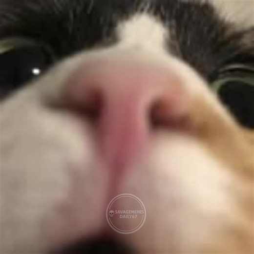 SavageMemesDaily on Instagram: "This clip destroys everyone's childhood in less than 60 seconds. It’s a Robot Chicken style parody of the classic book "The Giving Tree." In the original story, the tree gives everything selflessly. Here, the man keeps asking for more—apples, shade, a house—until he asks for the tree's branches. The tree finally snaps, but not in the way you expect. It turns the tables with a horrifyingly dark and suggestive threat about where it’s going to stick its "wood" if the