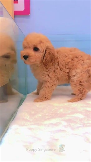 Cockapoo Cute Moments