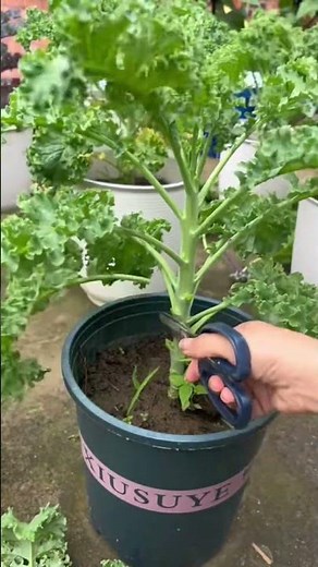 How to properly prune kale for continuous growth! 🥬✂️ #shorts