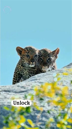 🧠 Solve Problems Faster: 741Hz + Beta Waves (Peak Focus) ⚡ #741hz #shorts