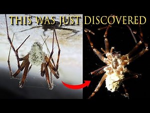 spiders into ‘zombies’