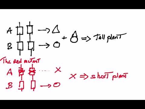 The complementation test