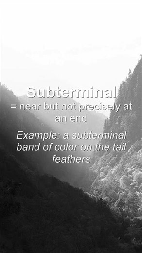 Word of the Day: Subterminal #Shorts