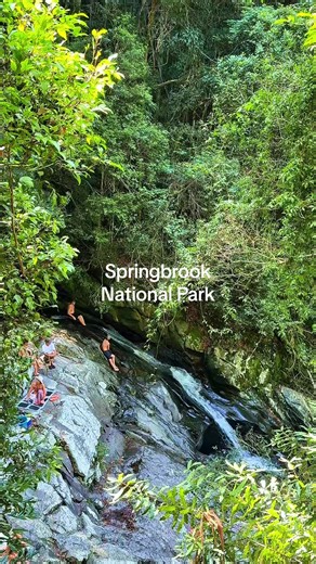 Hidden in the heart of the rainforest 🌿 Flowing water, ancient rocks, and pure serenity. This is nature at its finest in Springbrook National Park — a perfect escape to slow down and breathe. #SpringbrookNationalPark #GoldCoastNature #RainforestEscape #NatureTravel #HiddenGemsAustralia