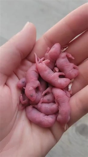 Watch these baby mice grow up 🐀❤️ #mice #mouse #rat #rats #animals
