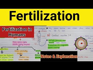 Fertilization class 12 | Fertilization in humans | Fertilization class 12 human reproduction