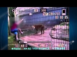 The tiger that attacked an 11-year-old boy at the Cascavel zoo has reappeared