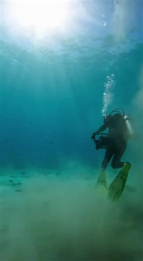 #sharkattack #oceanlife #scarymoment #wildlife #deepsea #viralvideo #trending #dangerzone #sealife #caughtoncamera #sharks #oceanadventure | Shark Attack Files