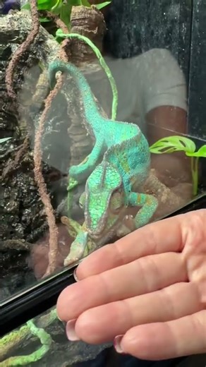 Pet Shop Chameleon Steals the Show 🦎✨