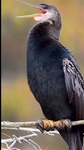 Exotic Bird Sounds | Nature's Birds Sounds You’ve Never Heard Before ❤️ #naturesvoice #birds