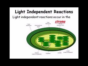 5. Introduction to photosynthesis