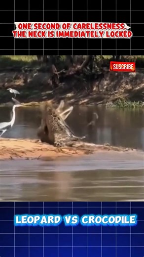 “Leopard Attacks a Crocodile in the Water… Unbelievable!”