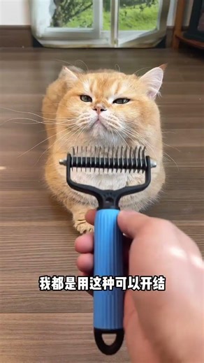 As long as you choose a good comb, you won't have to worry about combing your cat's fur.