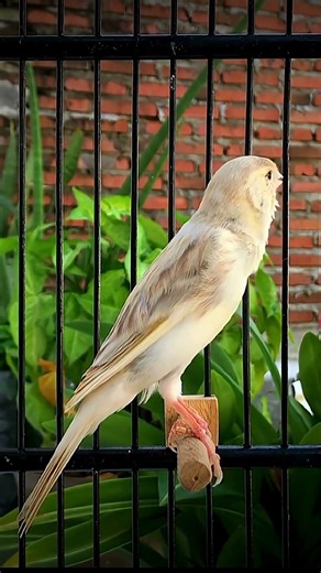 Canary Singing NONSTOP 😱 #canarysinging #youtubeshorts #shorts #canary