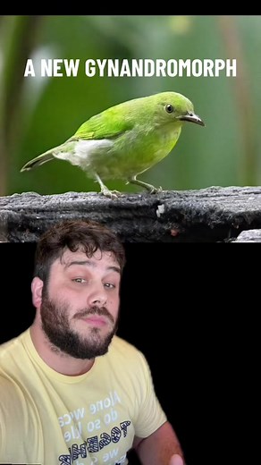 Exploring Nature's Gender Diversity with Gynandromorph Birds