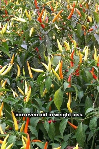 🌶️ How Green Chillies Are Grown! 🌿 Cultivation Secrets & Surprising Health Benefits 💪 #Shorts