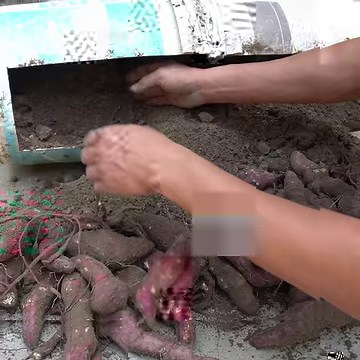 Growing Sweet Potatoes At Home Is Easy | Great DIY Idea