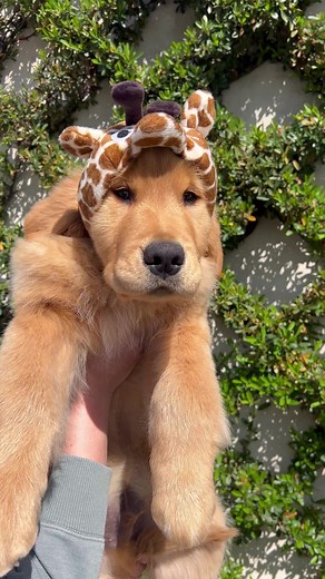 One year with Jeffy 🦒 | agoldennamedkevin