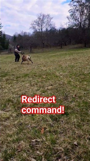 Malinois Redirect Attack #malinois #shorts