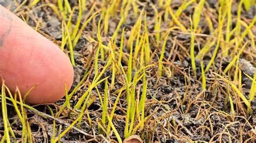 108K views · 3.7K reactions | One of the rarest plants in Georgia, Isoetes melanospora. A descendant of the great scale trees of the Carboniferous that form the coal beds throughout much of the world... | Crime Pays But Botany Doesn't | Facebook