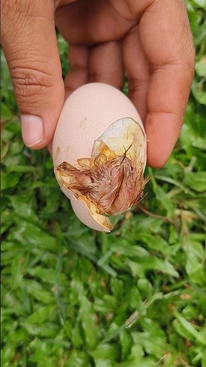 Abnormal Baby chick hatching 🐣🐣🐥🐣