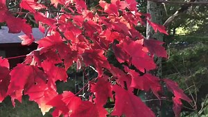 133K views · 60 reactions | Fall Colours Start Now! Wood burning...