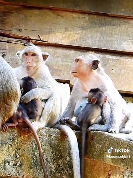 Amazing Tricks of the Genius Monkey You Must See!