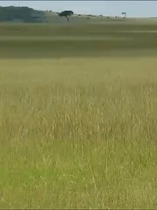 Lions ambush two buffalos who are out on their own, but the herd saves them | Best Animal & Nature | Facebook