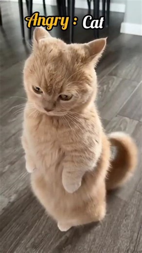 Angry cat 🥲#subscribe #like #catlover #cute#catmems