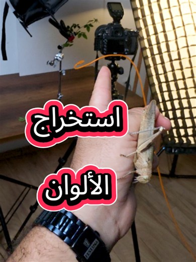 الطبيعة هي أفضل مصدر لإلهام المصمم! 🦗🎨 شاهد كيف استخرجنا لوحة ألوان احترافية متناسقة من تفاصيل هذه الحشرة لتطبيقهـا على التصاميم. #تنسيق_الألوان #ColorPalette #تصميم_جرافيك #إلهام