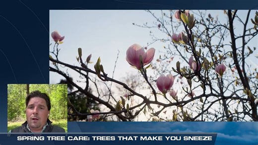 2K views · 32 reactions | Spring is here, and pollen is in the air! In this WeatherNation segment, Matt Betz from Davey's Charlotte, North Carolina, office explains how tree pollen can impact seasonal allergies and what trees are releasing their pollen. | The Davey Tree Expert Company | Facebook