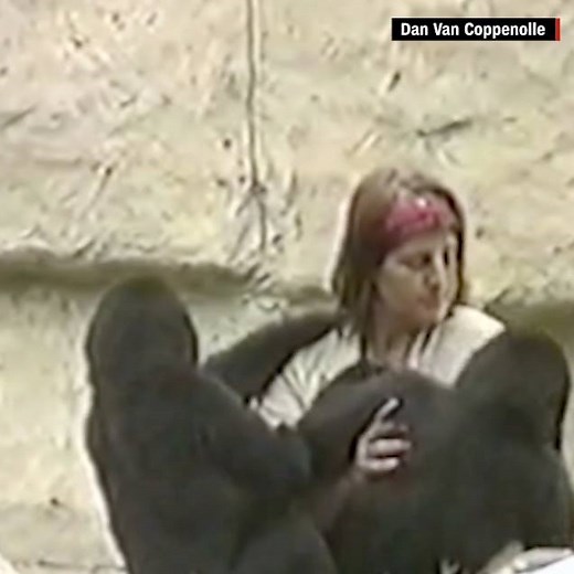 11M views · 26 reactions | Recently discovered footage shows Harambe,...