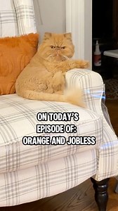 967K views · 34K reactions | Back in the day, our human was hooked on The Young and the Restless, but the current version is even more captivating. Fingers crossed for a Daytime Emmy next year! 李李李 #orangecat #pamperedpets #catlife #orangecats #catmemes | Walter Bishop the Cat | Facebook