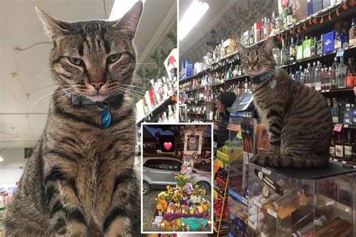Beloved bodega cat killed by driverless Waymo robotaxi: ‘People loved him’