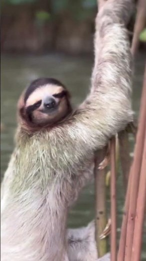 Sloth performing a poop dance.🚽😂🦥#SlothDance #SlothPoop #FunnySloth #AnimalComedy #SlothMeme