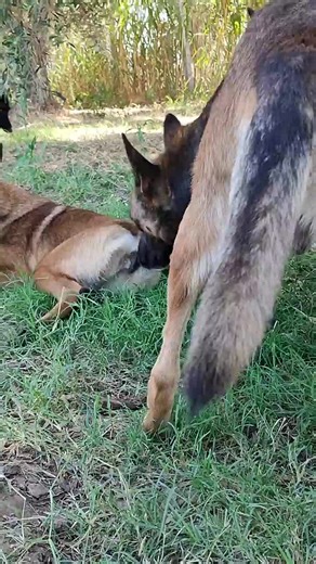 dog 🐕 xx six meeting video viral 100M like me #foryoupage #foryou #dogsix #dogs #videoviral