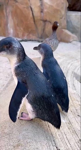 Little Penguins - Cincinnati Zoo #shorts