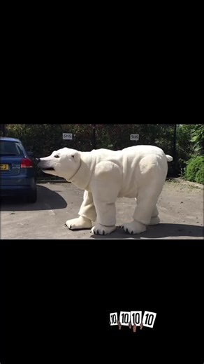 #whenthecarparkisyourcatwalk Our two person polar bear costume for Thursford is a 10/10 🙌 #fyp #foryourpage #viralvideos #mascot #polarbear