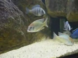 Lethrinops Red cap Itungi