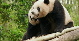 Close up of two giant panda bears flighting playful panda playing together outdoor lovely panda activity behaviour 4k footage Stock Video