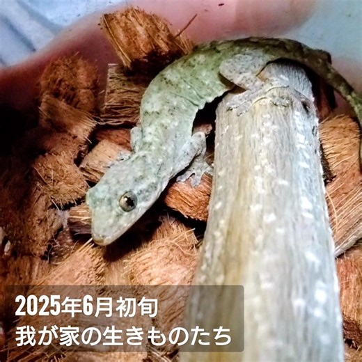 2025年6月初旬、水草、ニホントカゲ、ミナミヤモリ。我が家の生きもの。 #トカゲ #ヤモリ #水草 #ニホントカゲ #水辺のある暮らし