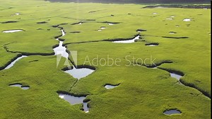 A healthy salt marsh grows in Pleasant Bay, Cape Cod, Massachusetts. This type of marine habitat serves as a nursery for fish and invertebrates and a feeding ground for many species of bird.