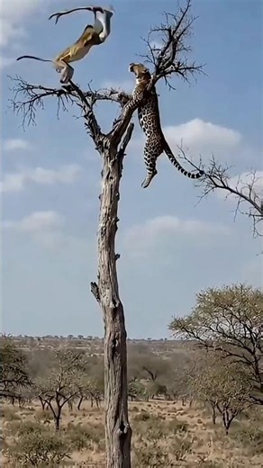 come and see for yourself #animals