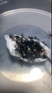 Vidéo : Des oeufs de l'araignée la plus dangereuse pour l'homme éclosent pour la première fois en captivité