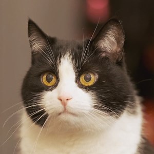 Ah, the beloved slow blink from a happy cat. Did you know it's a sign a cat feels comfortable and safe around you? Get the fast facts on slow blinking in this great article from the folks at The Wildest: https://bit.ly/46DyTQI #caturday -- [gif description: a loop of a cat slowly blinking] | Mars Petcare US