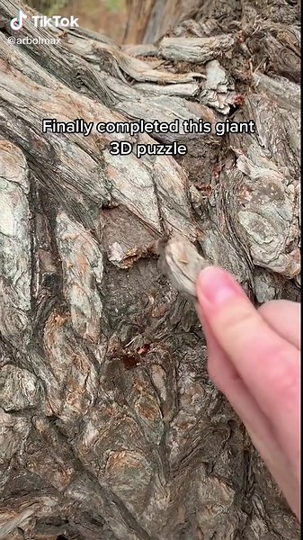 Completa tu rompecabezas de naturaleza con grandes árboles