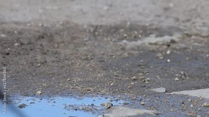 Common linnet Linaria cannabina in the wild. The linnet drinks water and flies away.